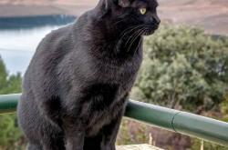 开云体育APP下载-地缘政治，安哥拉用篮球踏平秘鲁，奥运周期棋盘上的关键一步