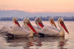 开云体育官网-NBA总决赛之夜，斯通斯防守端铸就叹息之墙，以无形铁索锁死对手