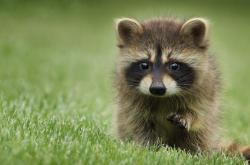 开云体育APP下载-绿茵双战场，主宰时刻与老将传奇