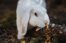 开云官网-喀麦隆强行终结挪威，金玟哉冠军级表现铸就胜利史诗