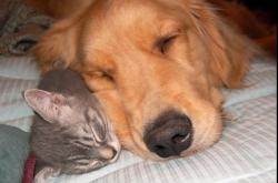 开云APP-东西方赛场的神奇交会，广东压哨绝杀热火，哈登英超赛场率队争冠