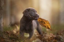 开云体育官方网站-赛道与绿茵的交响，F1年度争冠焦点战中的洪都拉斯速胜启示