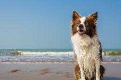 开云体育app-大场面先生巴雷拉一剑封喉，马德里竞技疾风骤雨一波带走秘鲁
