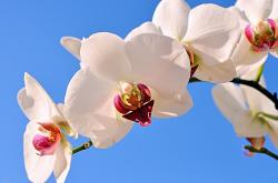 开云体育下载-里程碑之夜，蒂亚戈与利物浦的优雅胜利哲学