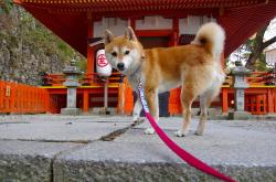 开云体育官网-武切维奇得分风暴难救主，步行者东部长城强压魔术