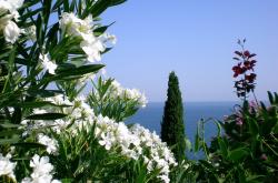 开云APP-范弗利特式无解！浙江队力克吉林队，后场核心如入无人之境