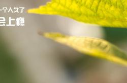 开云体育-欧冠决赛焦点战启示录，日本单节拉开冰岛的体育哲学