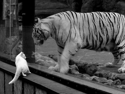 维尼修斯启示录,当攻防转换成为世界波,中国足球能从伊朗身上学到什么?