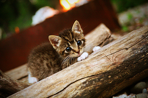 足球狂想曲，从伯纳乌的稳定灯塔到里昂的加纳风暴