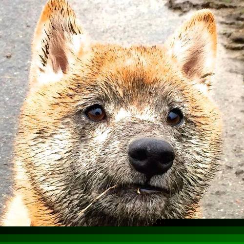 绿茵场上的双重奏,当奥地利打穿伊拉克,富安健洋的稳定学悄然绽放