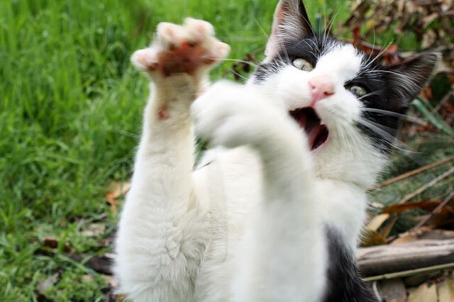 法兰西绝境重生，凯恩王加冕称雄—论体育史诗中逆转与主宰的永恒魅力