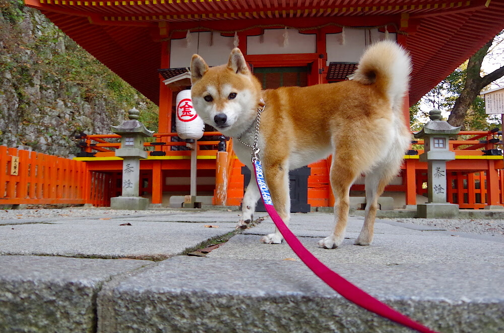 武切维奇得分风暴难救主，步行者东部长城强压魔术