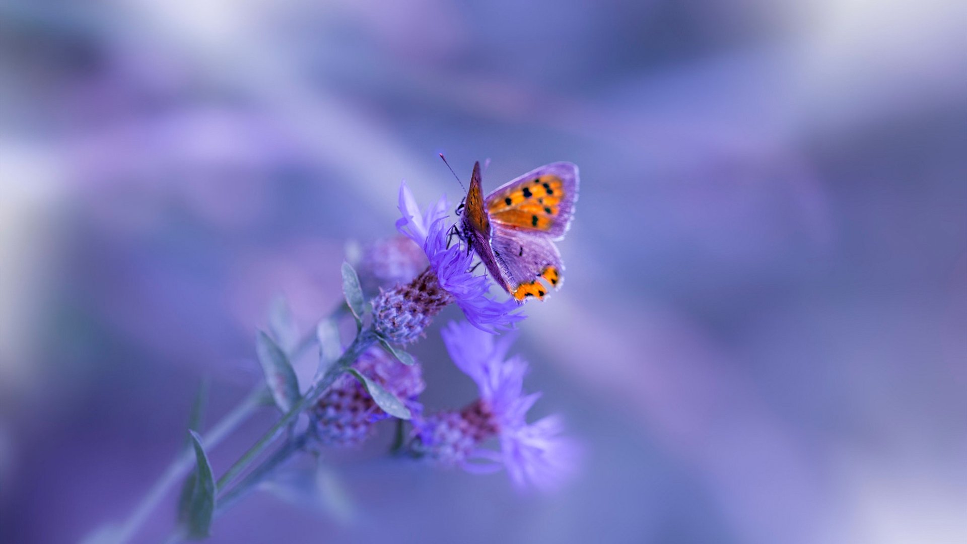 一粒点球背后的足球宇宙，当若日尼奥的冷静，映照几内亚的血性