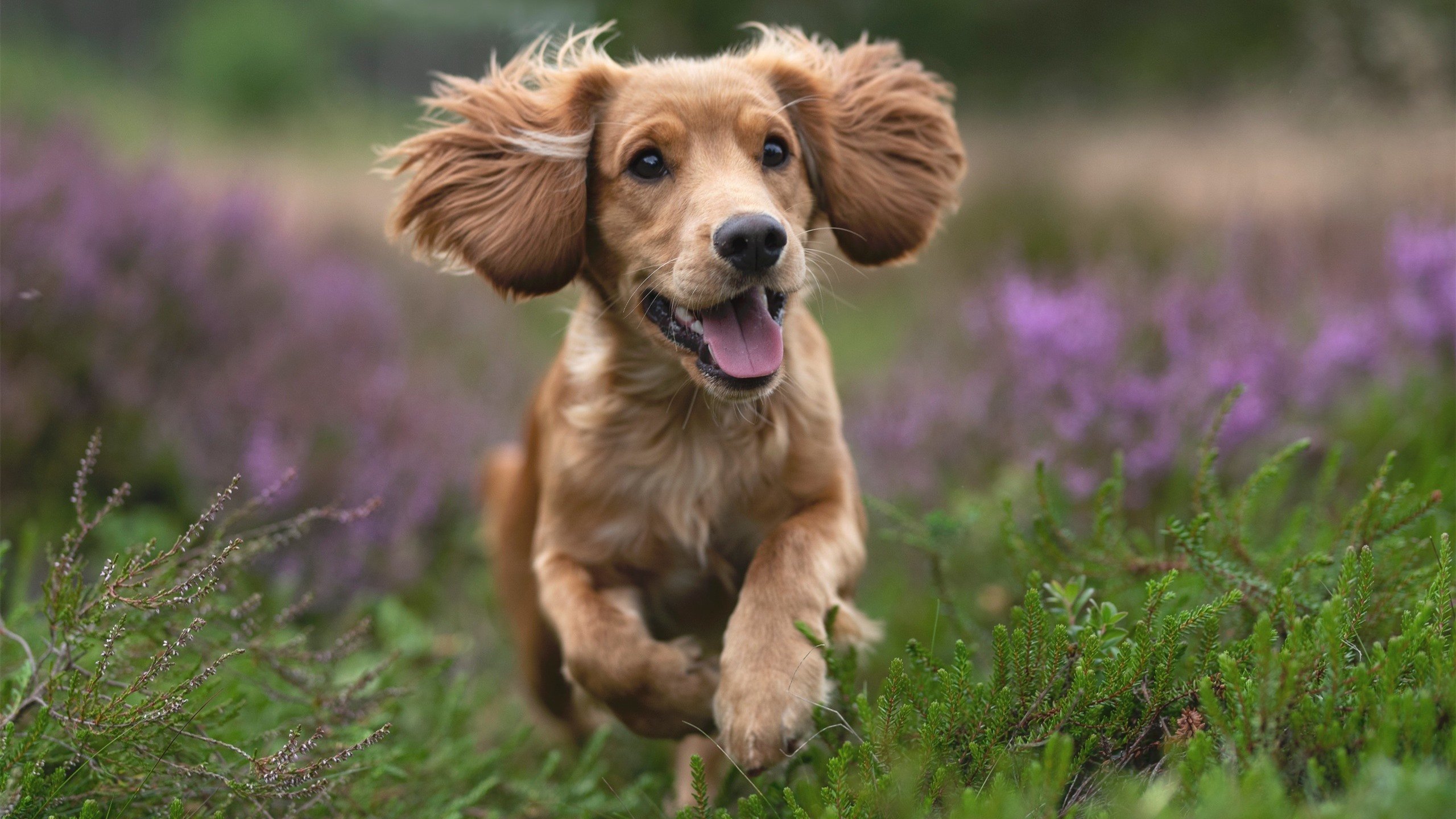 雷霆万钧！全面压制广厦，爱德华兹决胜时刻化身关键先生