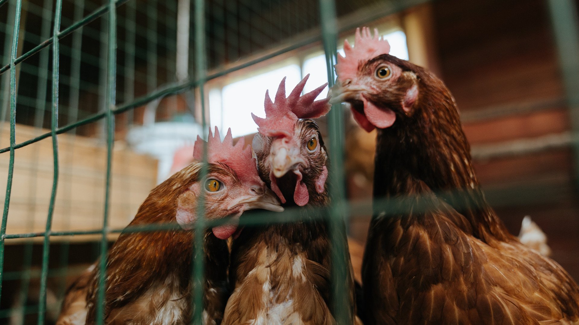 灰熊战术完美压制深圳队，哈利伯顿关键先生定乾坤
