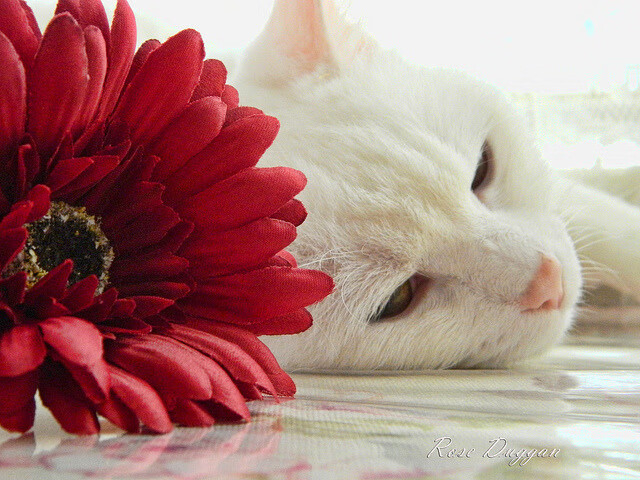 竞技场上的双重奏,当阿尔及利亚的绿茵意志遇见卡瓦哈尔的关键接管