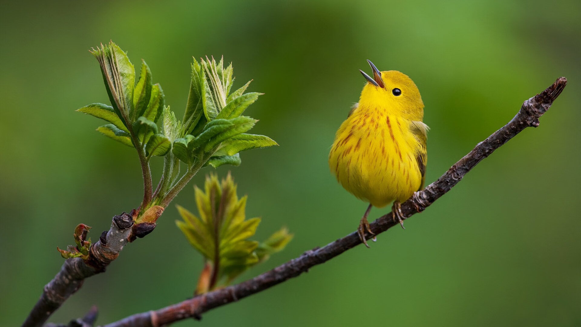 字母哥决胜时刻显神威，浙江队力克76人迎关键胜利