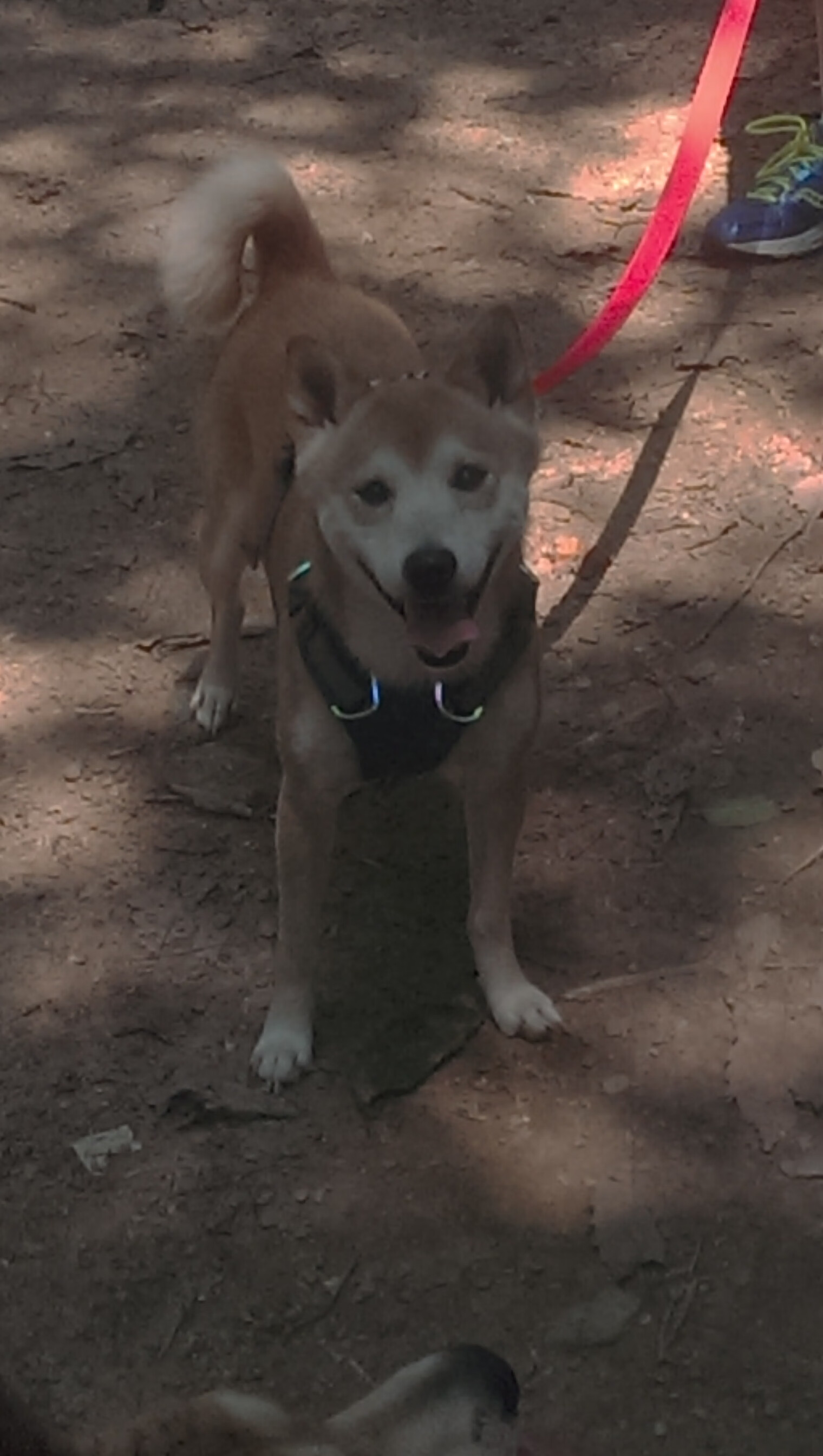 新星崛起与团队胜利,当李刚仁成为胜负手,威尔士如何完胜冰岛