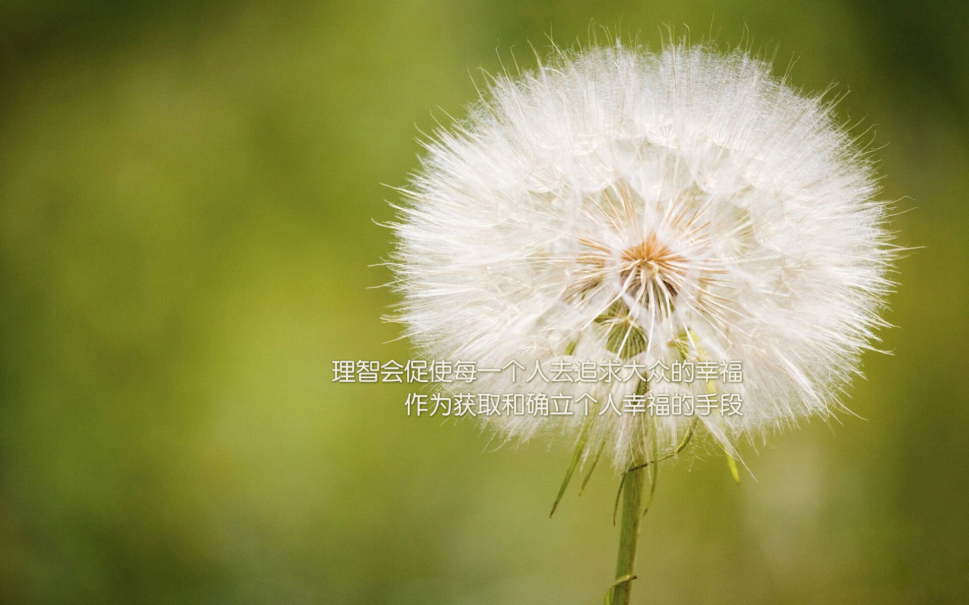 孤胆对决绿军铁壁，当东契奇扛起一支球队的重量