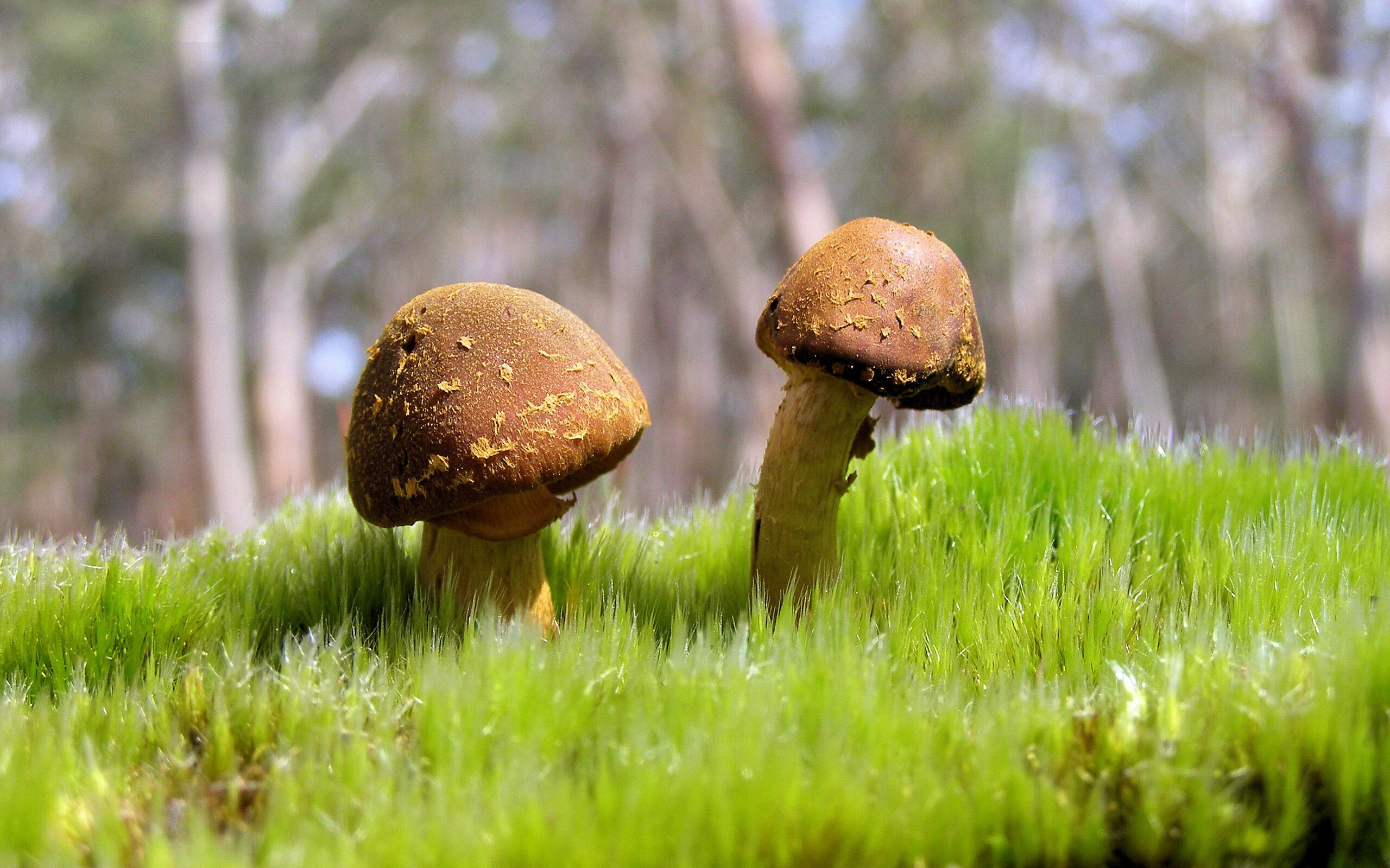 东决天外来客,当库里于绝境中重定义巨星价值