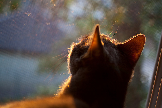 东决天外来客,当库里于绝境中重定义巨星价值