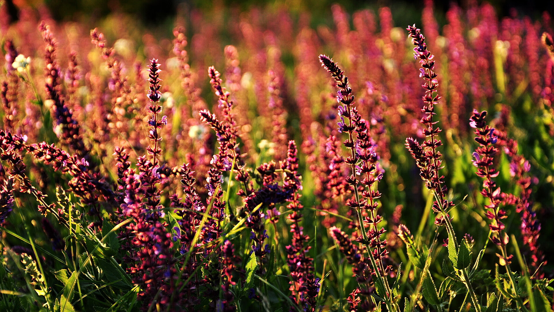 篮球双星闪耀，快船一波流轻取老鹰，杰伦·格林世界杯赛场接管比赛显锋芒