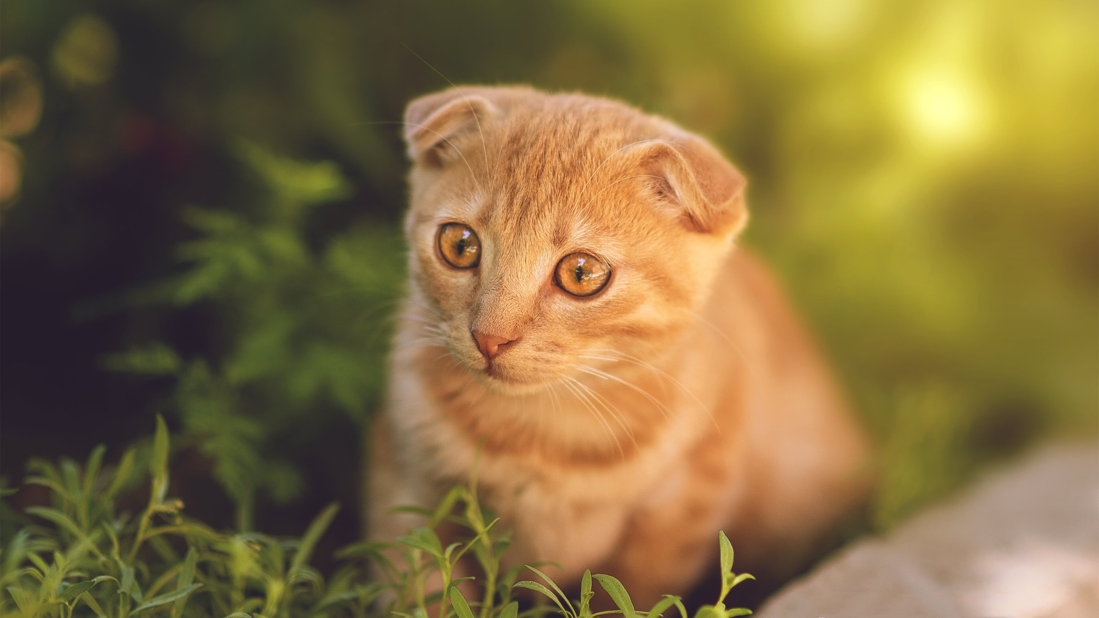 欧文大场面先生显威，浙江队与黄蜂激战纪实