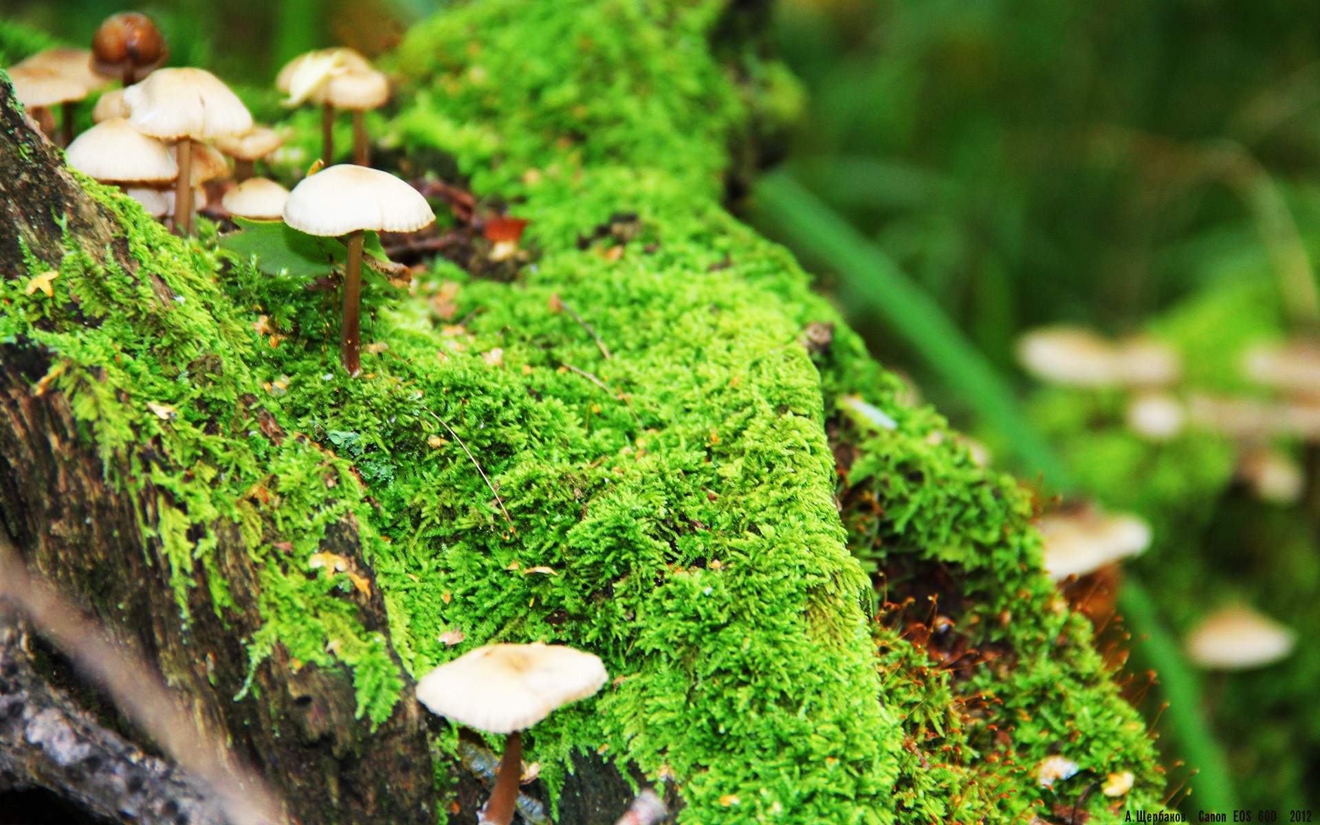 单节风暴与救赎之路,吉林队的团队狂飙与塔图姆的个人涅槃