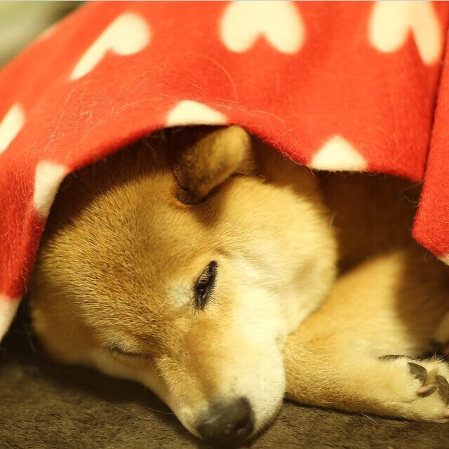 雄鹿踏平奇才之夜,米切尔在平行时空的总决赛接管了比赛