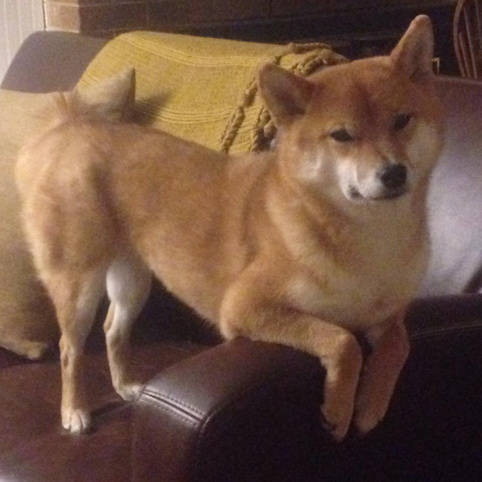 利刃出鞘！欧文决胜时刻一锤定音，骑士险胜灰熊彰显韧性