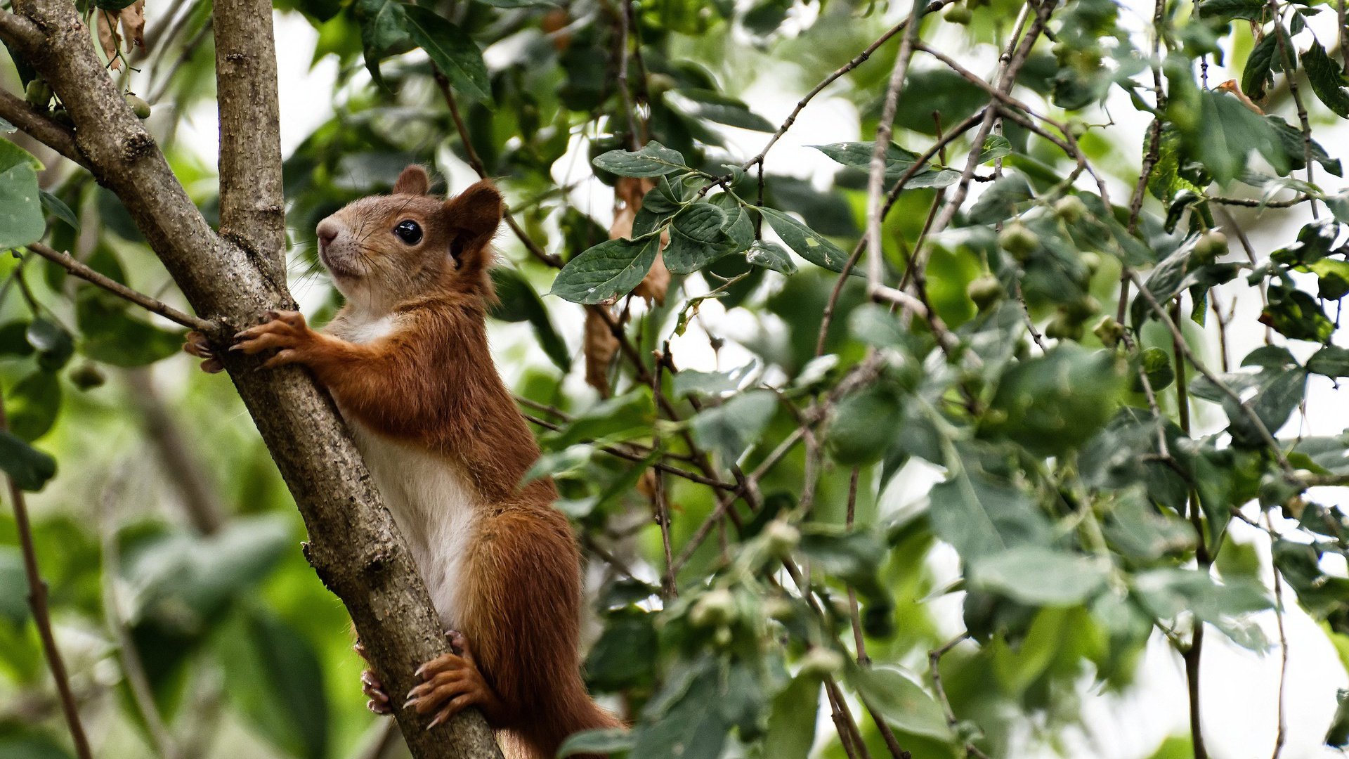 逆流而上，突尼斯暗涌中的关键先生若日尼奥