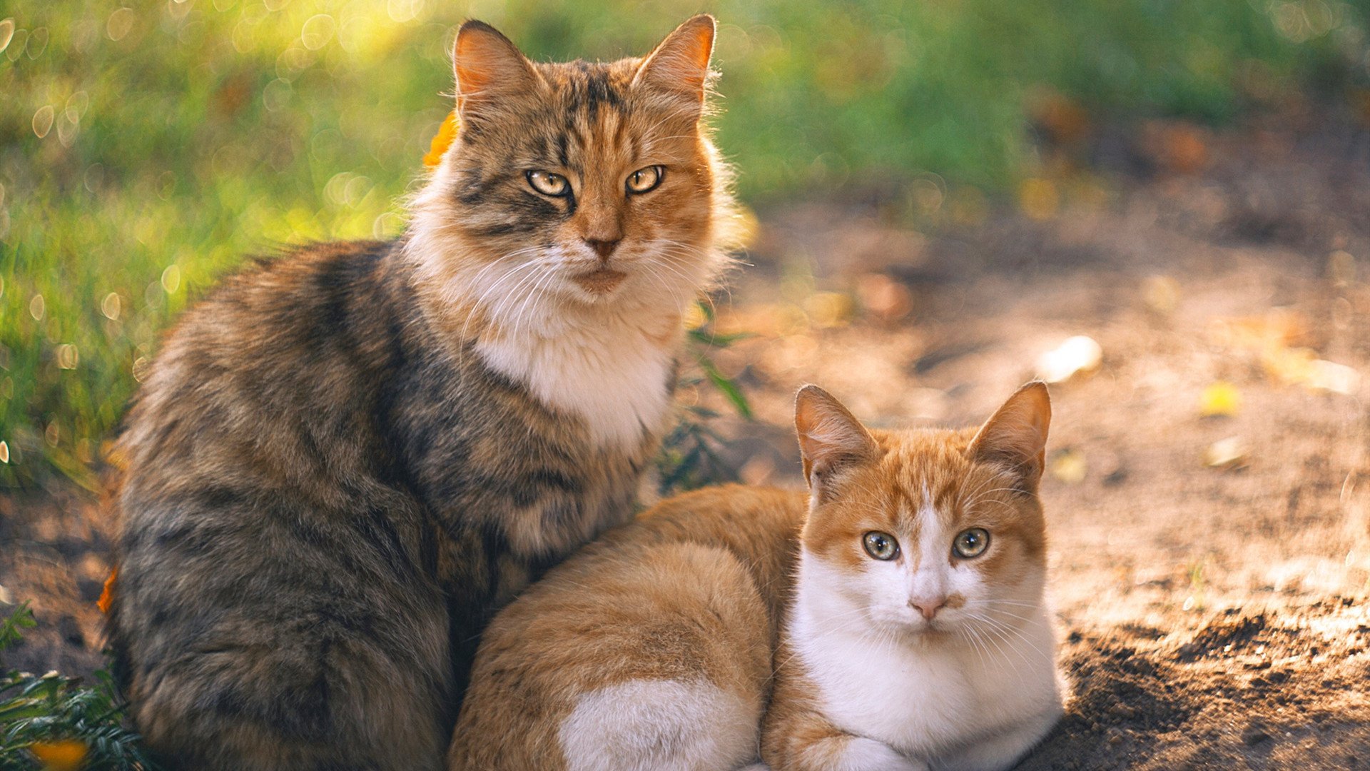 重剑无锋,亚特兰大战平尼斯,坎特用最朴素的方式诠释冠军级中场