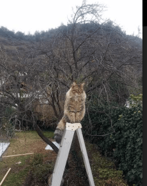 黄潜与咖啡军团的绿茵交响,基米希一锤定音谱写胜利诗篇