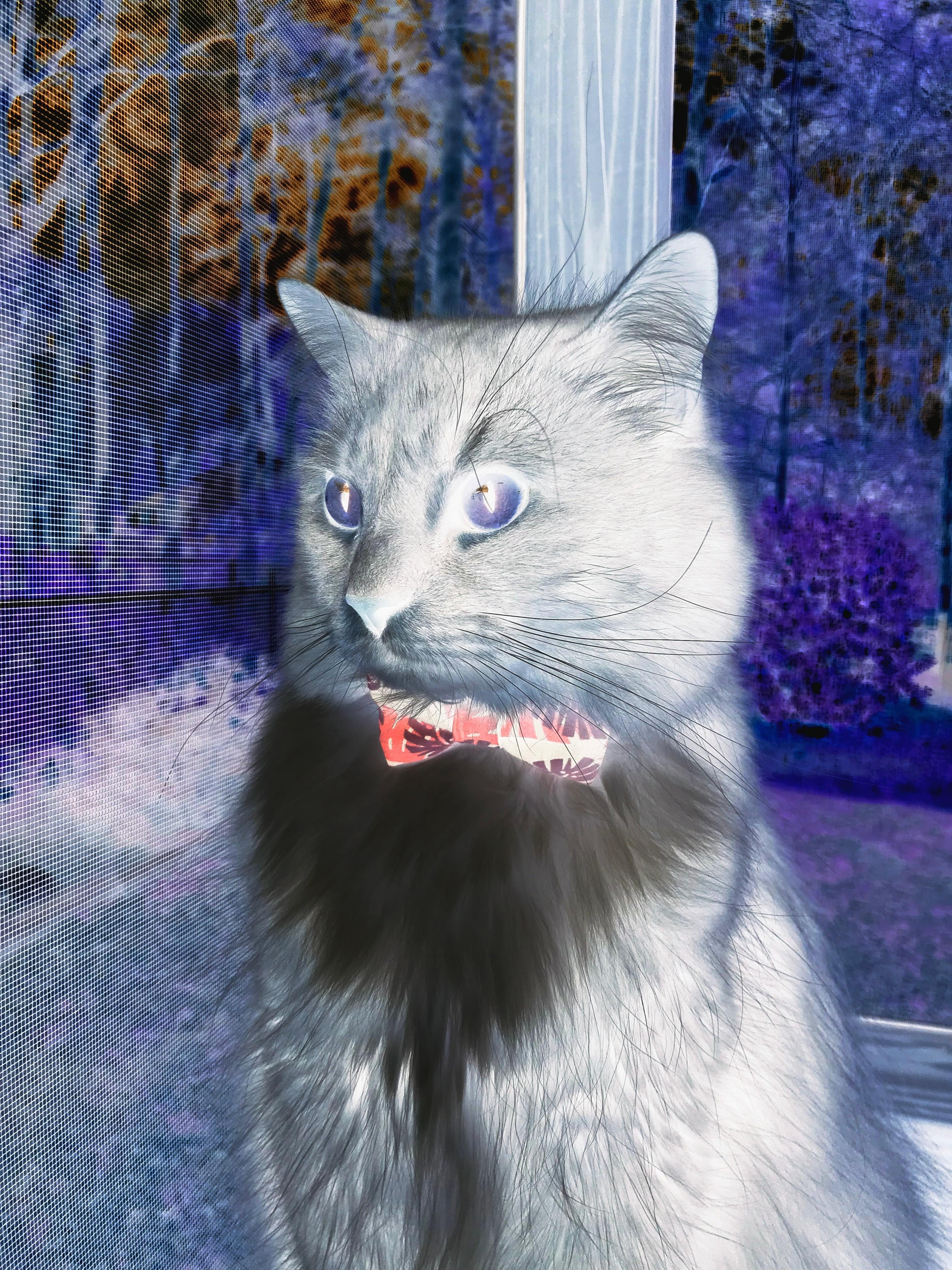 北欧风暴席卷非洲雄狮，全面压制下迪亚斯一剑封喉